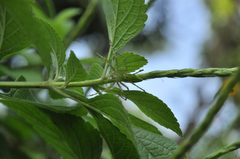 Peucetia formosensis