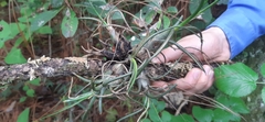 Tillandsia butzii