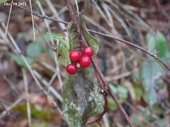 Schisandra chinensis