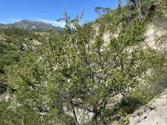Bursera cerasiifolia