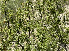 Bursera cerasiifolia