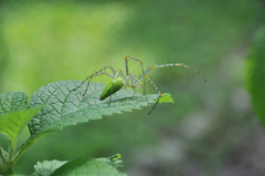 Peucetia formosensis