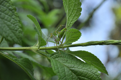 Peucetia formosensis