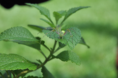 Peucetia formosensis