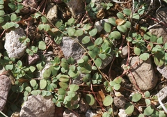 Euphorbia albomarginata