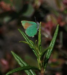 Callophrys dumetorum