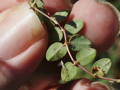 Euphorbia albomarginata