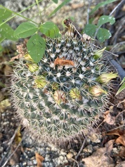 Mammillaria petrophila