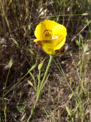 Calochortus luteus