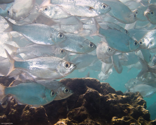 Yellowtail Kingfish (Reef Fish of the Hawaiian Islands) · iNaturalist