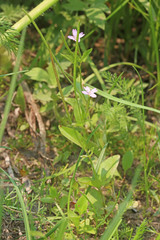 Epilobium hallianum