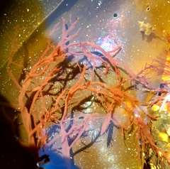 Gloiosiphonia capillaris