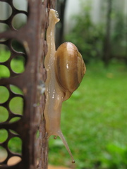 Quantula striata
