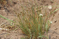 Juncus longistylis