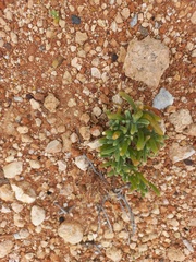 Mesembryanthemoideae