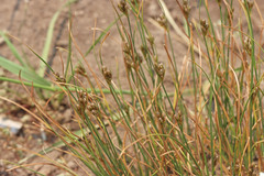 Juncus longistylis