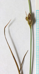 Juncus longistylis