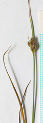 Juncus longistylis