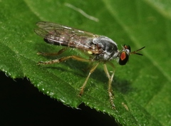 Atomosia mucida