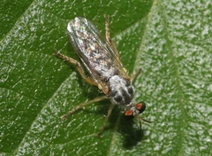 Atomosia mucida