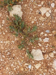 Mesembryanthemoideae