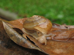 Quantula striata