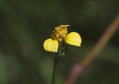 Bidens leptocephala