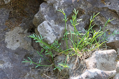 Musineon naomiensis