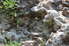 Musineon naomiensis