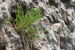 Musineon naomiensis