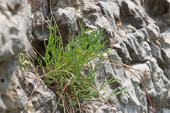 Musineon naomiensis