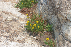 Oreochrysum parryi