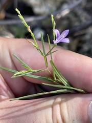 Carlowrightia pectinata