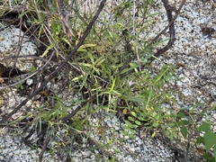 Carlowrightia pectinata