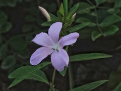 Barleria cristata