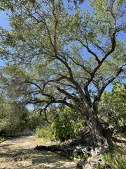 Quercus brandegeei