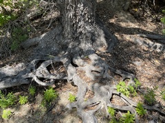 Quercus brandegeei