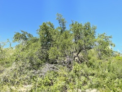 Quercus brandegeei