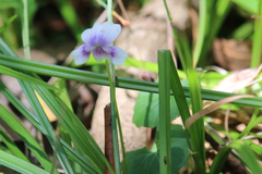 Viola banksii