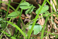 Viola banksii