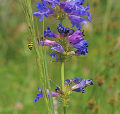 Penstemon cyananthus cyananthus