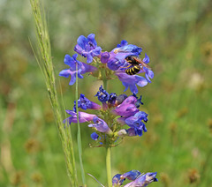 Penstemon cyananthus cyananthus