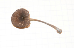 Pluteus phaeocyanopus