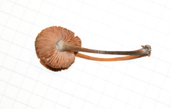Pluteus phaeocyanopus