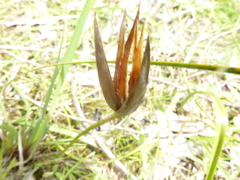 Patersonia occidentalis