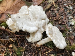 Clitocybe dilatata