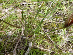 Patersonia occidentalis