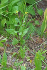 Ranunculus inamoenus
