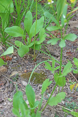 Ranunculus inamoenus