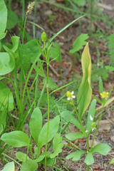 Ranunculus inamoenus